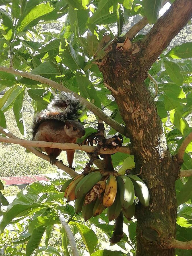 La Guayaba Monteverde Exteriér fotografie